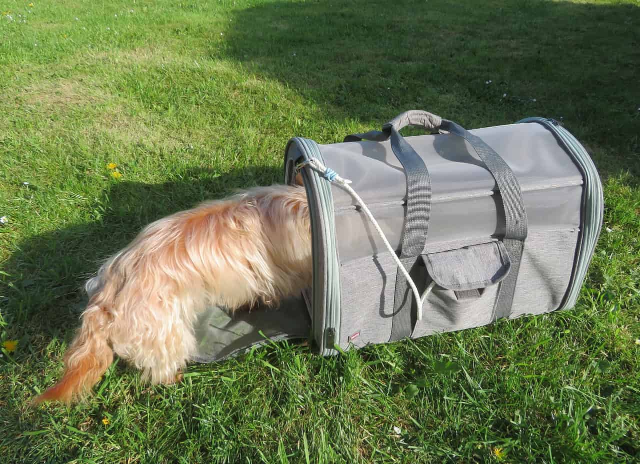 A small dog stepping into a soft-sided pet carrier on grass