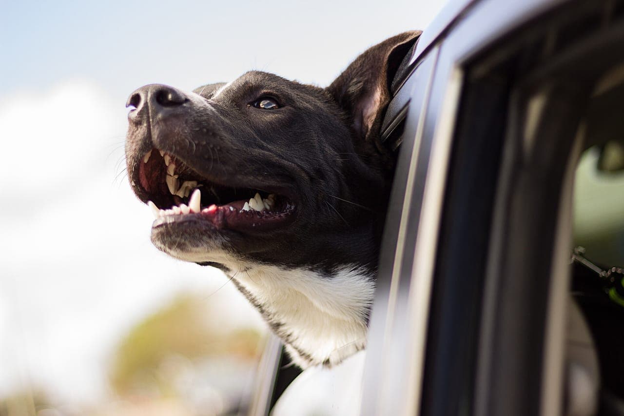 A dog sitting in the back of a car ready for a road trip