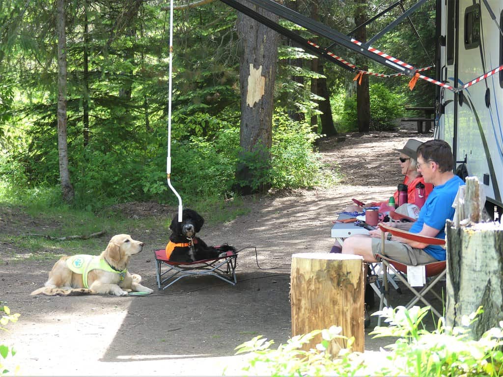 Dog gear laid out beside a tent before a camping trip