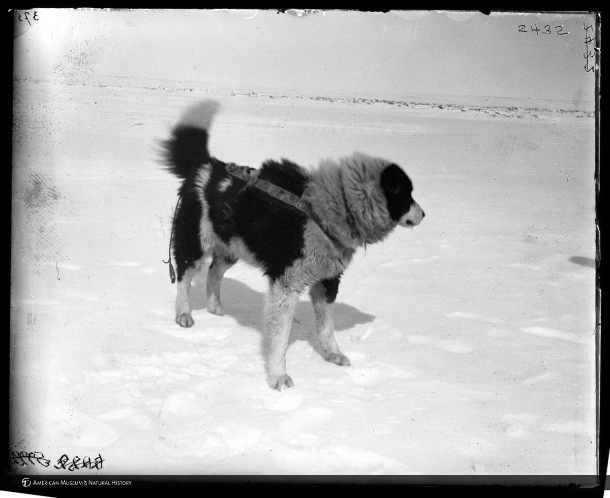 A dog wearing a harness and a collar with ID tags